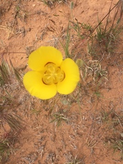 Calochortus aureus