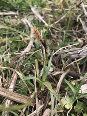 Carex flacca