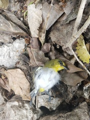 Zosterops citrinella