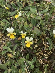 Viola tricolor curtisii