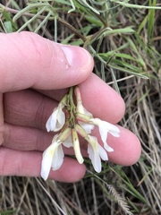 Astragalus pectinatus