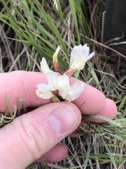 Astragalus pectinatus