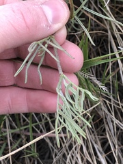 Astragalus pectinatus