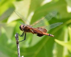 Tramea carolina