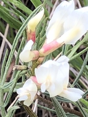Astragalus pectinatus