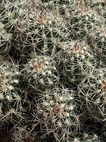 Sclerocactus wetlandicus