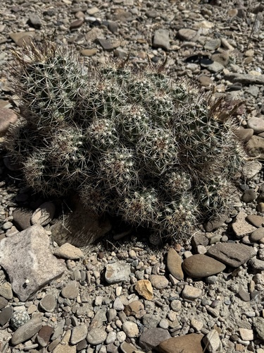 Sclerocactus wetlandicus