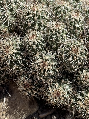Sclerocactus wetlandicus
