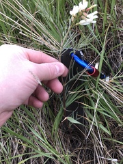 Astragalus pectinatus
