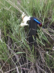 Astragalus pectinatus