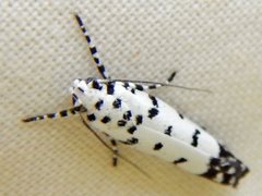 Ethmia postica