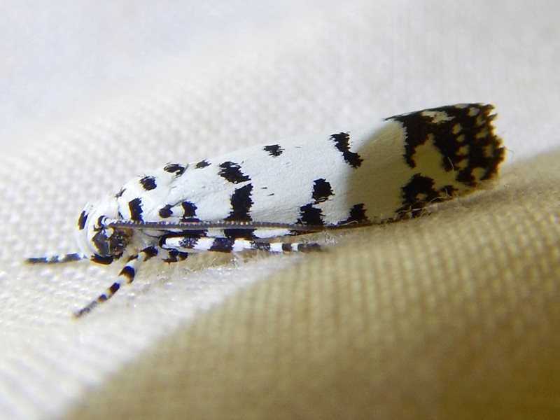 Ethmia postica