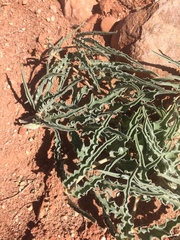 Asclepias macrosperma