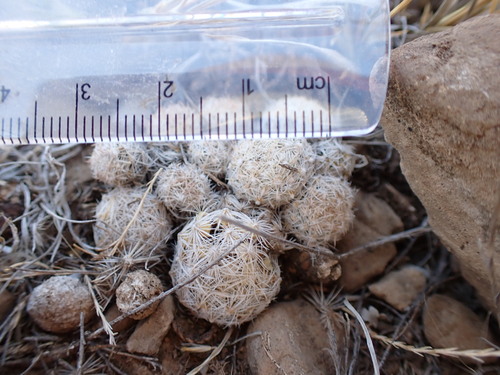 Image of Escobaria sneedii by (c) Martin Purdy, some rights reserved (CC BY)