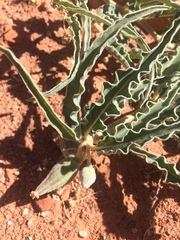 Asclepias macrosperma