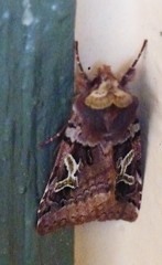 Cerastis enigmatica