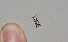 Epithymema incomposita