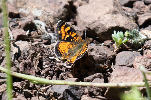 Tawny Crescent photo 5
