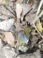 Zosterops citrinella