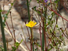 Eschscholzia minutiflora