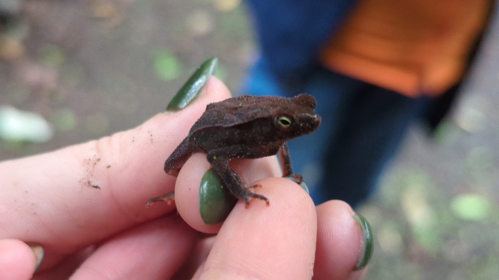 Forest Toad from Soberania, PA-PN-PA, PA-PN, PA on June 14, 2024 at 04: ...