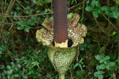 Amorphophallus hirtus