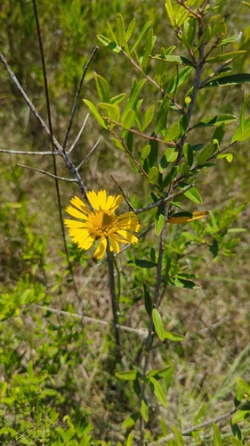 Image of Balduina uniflora by (c) Mike Tilley, some rights reserved (CC BY)