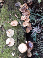 Armillaria novae-zelandiae