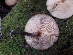 Armillaria novae-zelandiae