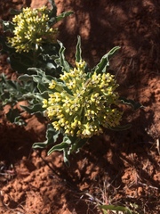 Asclepias macrosperma