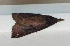 Hypena decorata