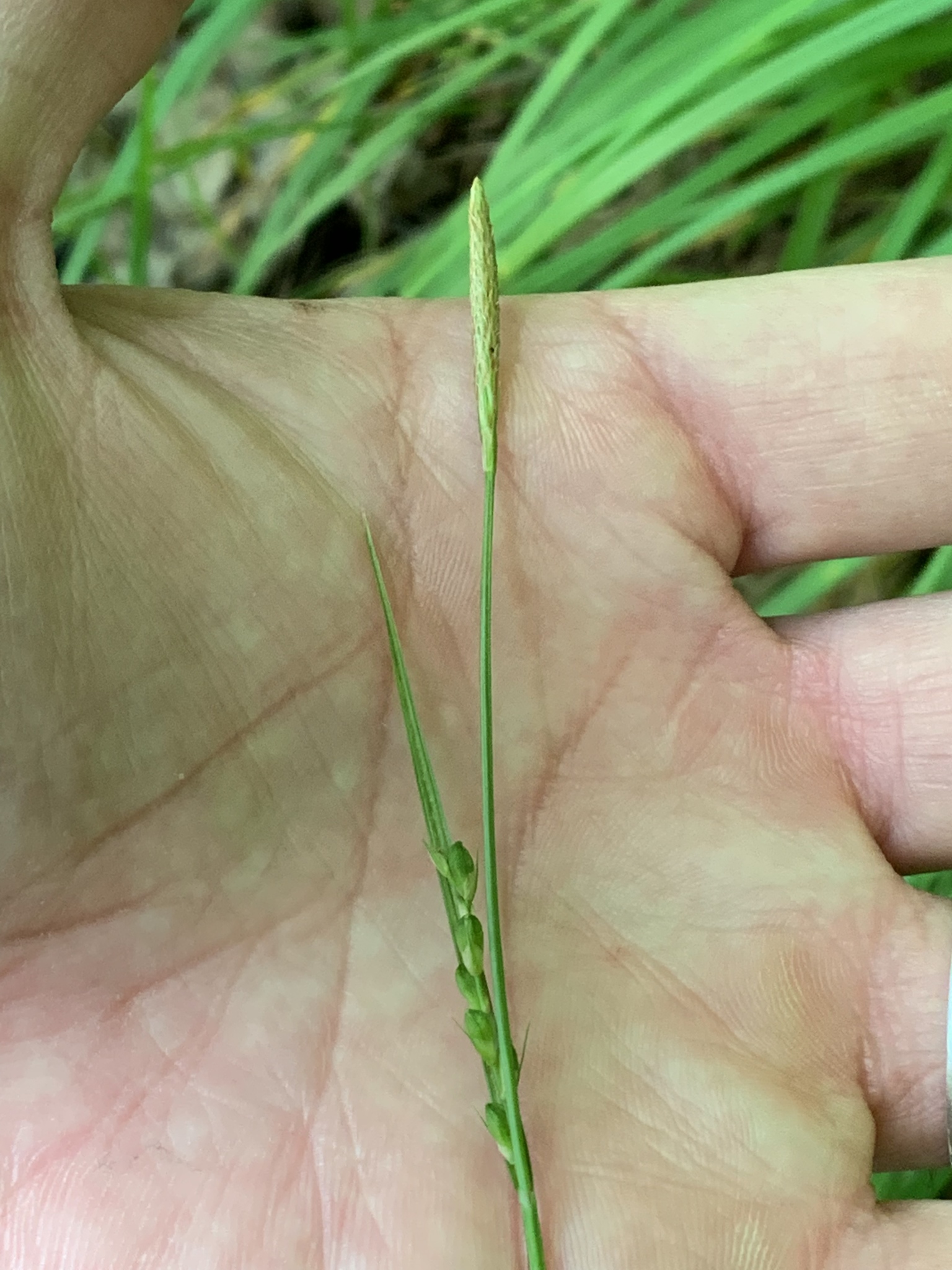 Carex ouachitana