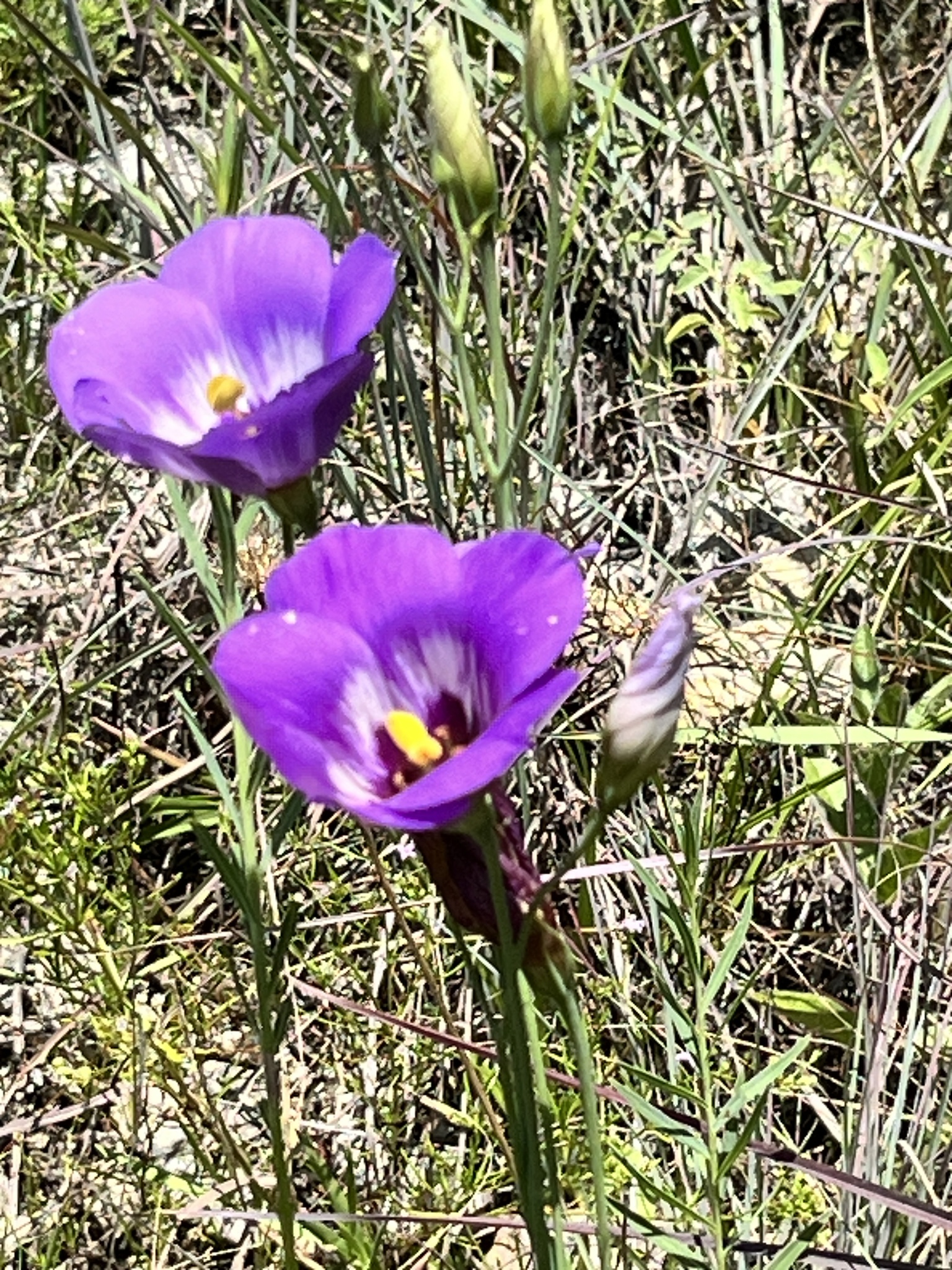 Imagem de Lisianthus