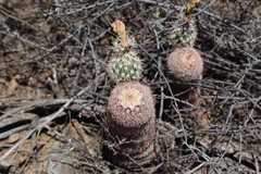 Echinocereus pectinatus rutowiorum