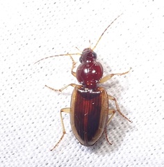 Agonum pallipes