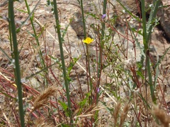 Eschscholzia minutiflora