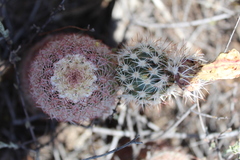 Echinocereus pectinatus rutowiorum