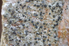 Cresponea chloroconia