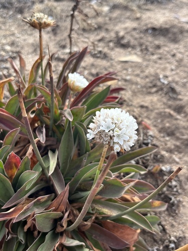 Armeria pseudarmeria, photograph 4