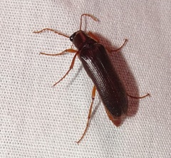 Selonodon