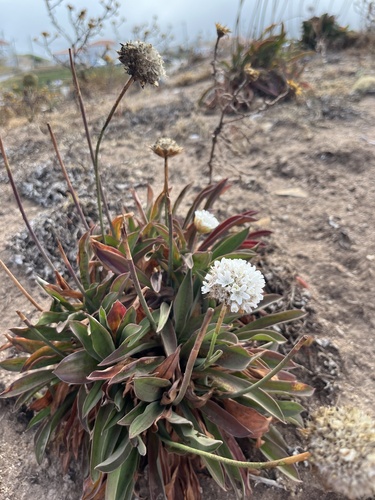 Armeria pseudarmeria, photograph 5