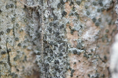 Cresponea chloroconia