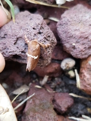 Monoleuca semifascia