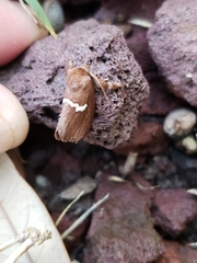 Monoleuca semifascia