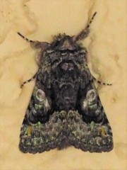 Behrensia conchiformis