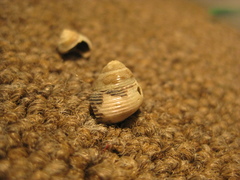 Micrelenchus huttonii