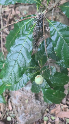 Meliosma nesites (Meliosma nesites)