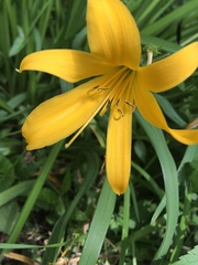 Liliopsida