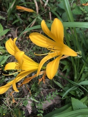 Liliopsida