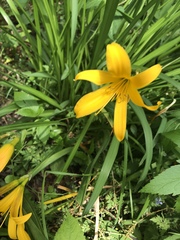 Liliopsida